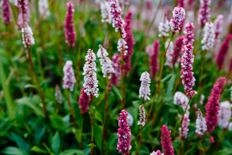 Persicaria affinis 'Kabouter - Duizendknoop
