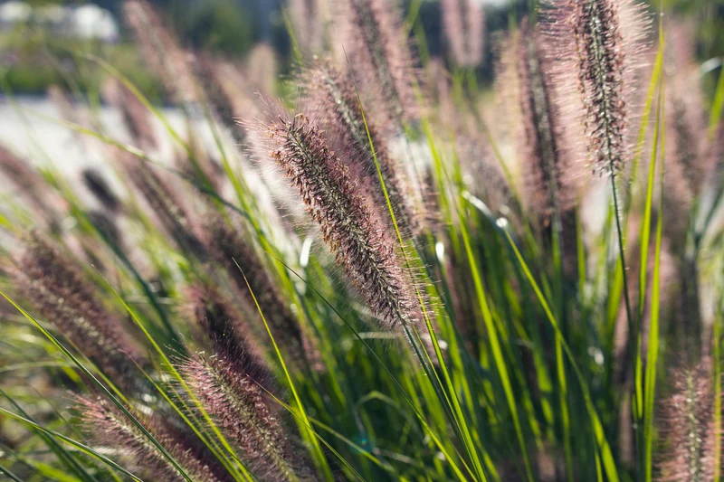 Pennisetum alopecuroides 'Redhead - Lampenpoetsersgras