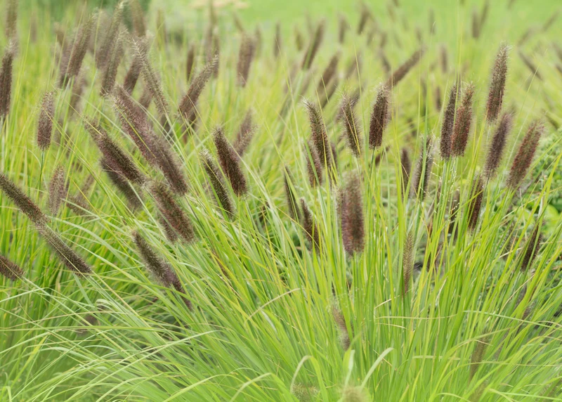 Pennisetum alopecuroides viridescens - Lampenpoetsersgras