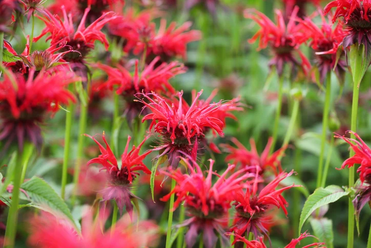 Monarda 'Cambridge Scarlet - Bergamot
