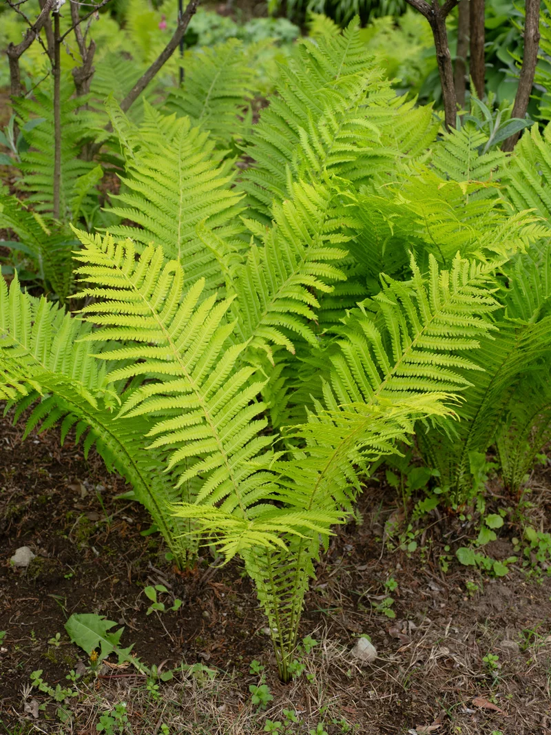 Matteuccia struthiopteris - Struisvaren