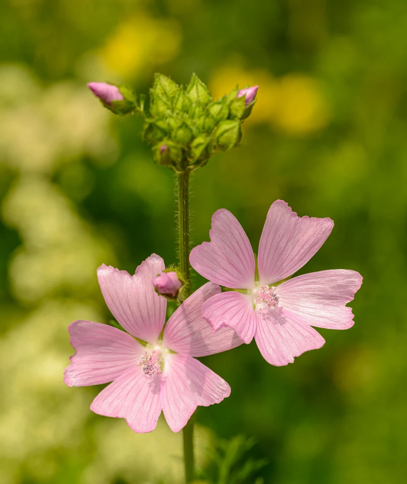 Malva moschata - Kaasjeskruid