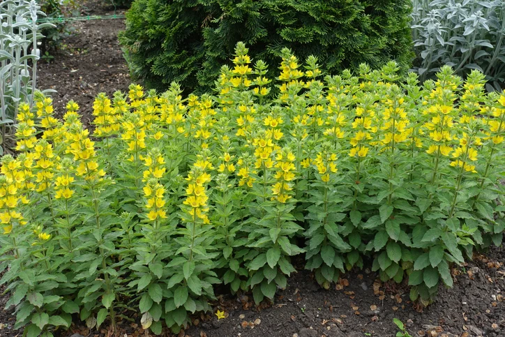 Lysimachia punctata - Puntwederik