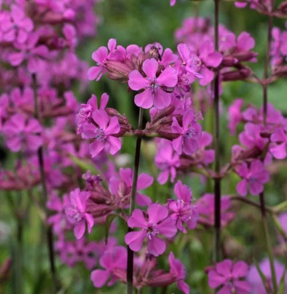 Lychnis viscaria 'Splendens' - pekanjer