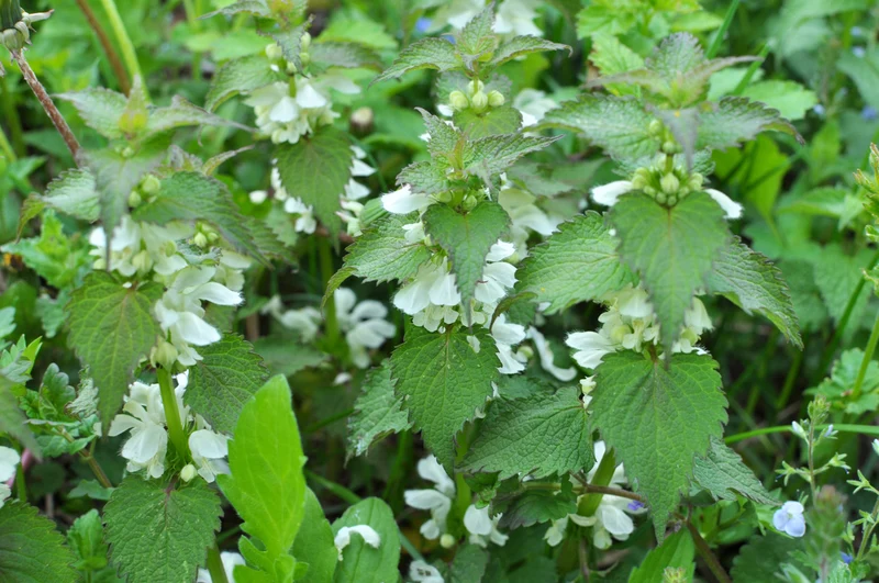 Lamium mac. 'White Nancy' - Lamium