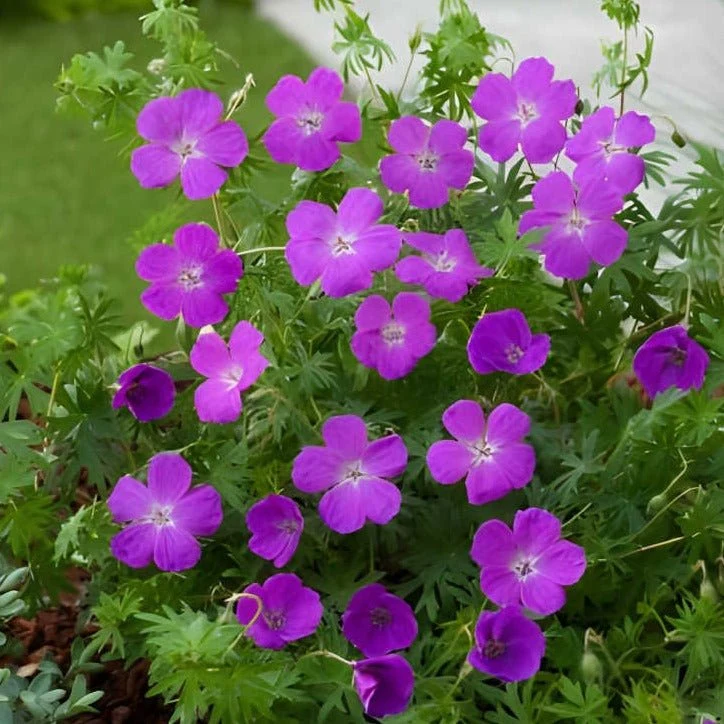 Geranium sanguineum - Ooievaarsbek