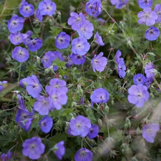 Geranium 'Orion - Ooievaarsbek