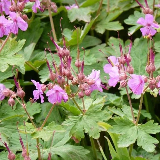 Geranium macr. 'Ingwersen's Var. - Ooievaarsbek