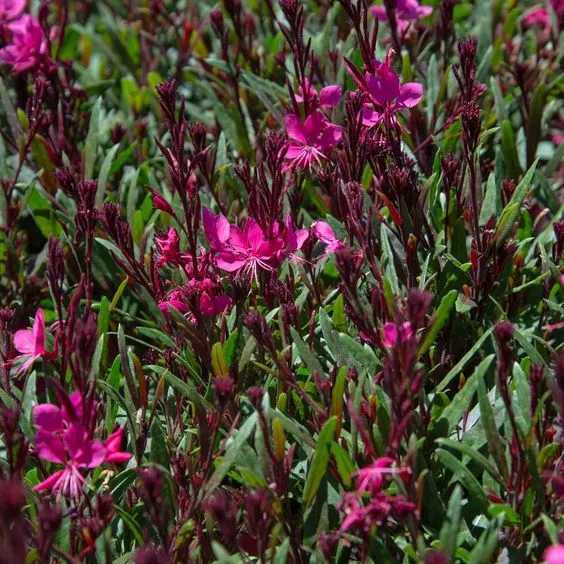 Gaura lindh. Belleza Dark Pink - Prachtkaars