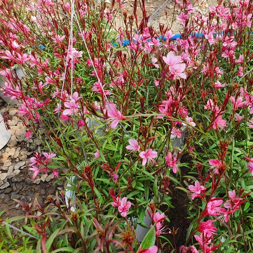 Fuchsia 'Tom Thumb - Bellenplant