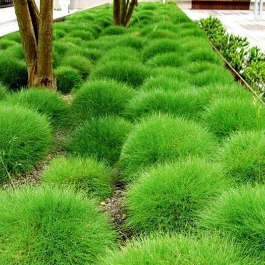 Festuca gautieri - Schapengras