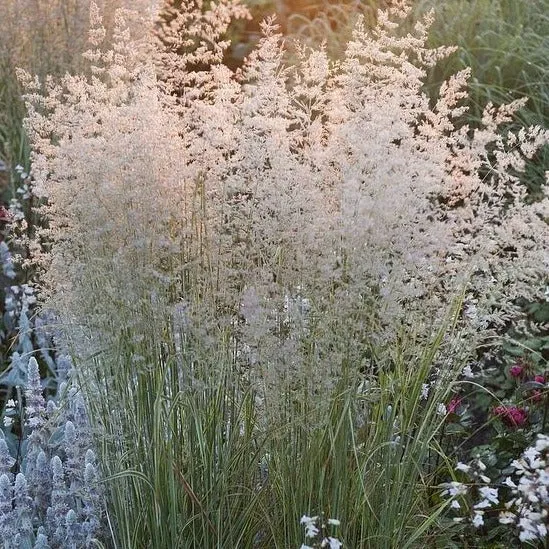 Calamagrostis acut. 'Overdam - Bont Struisriet