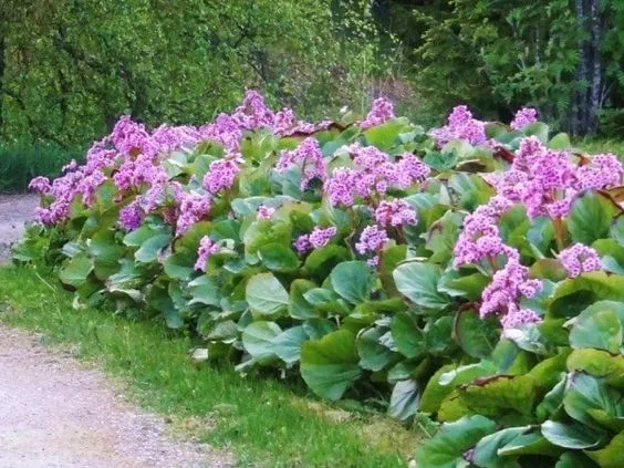 Bergenia 'Rotblum' - Schoenlappesplant