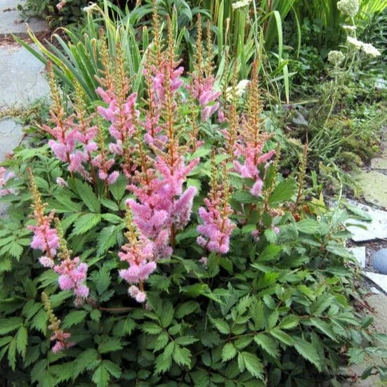 Astilbe chinens. 'Pumila' - Astilbe