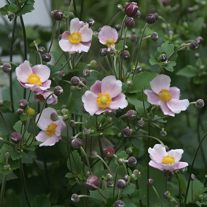 Anemone tom. ''Robinsoniana' - Herfstanemoon