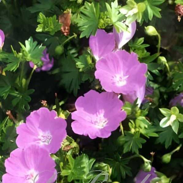 Geranium sanguineum. 'Max Frei' - Ooienvaarsbek