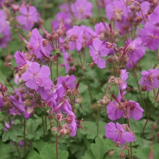Geranium cantabrigiense Karmina - Ooienvaarsbek