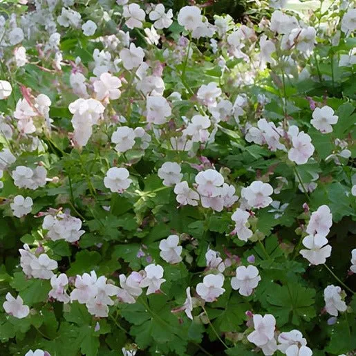 Geranium cantabrigiense ;''Biokovo'' - Ooienvaarsbek
