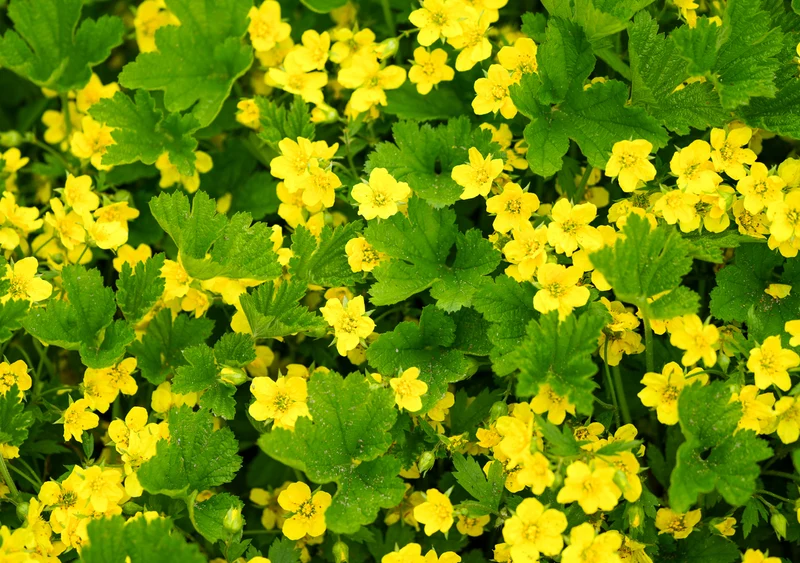 Waldsteinia ternata - Gele aardbei