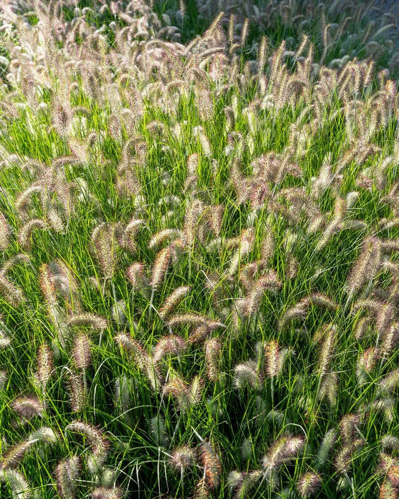Pennisetum ''Little Bunny'