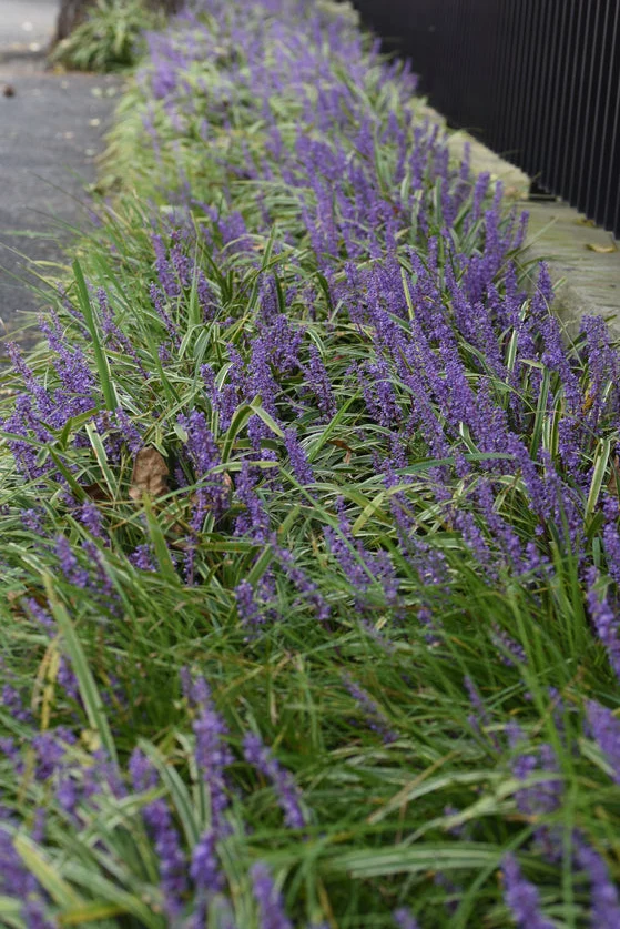 Liriope muscari 'Moneymaker' - leliegras
