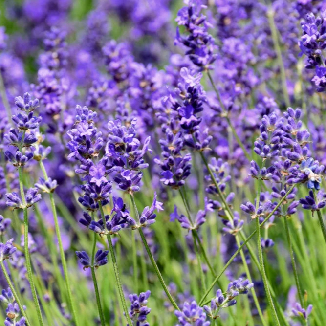 Lavandula angustifolia 'Hidcote - Lavendel
