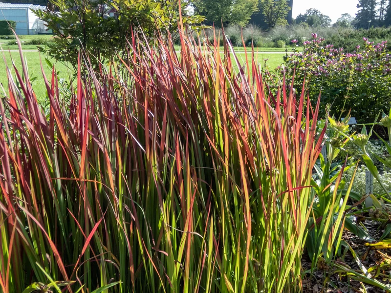Imperata cylindrica 'Red Baron'