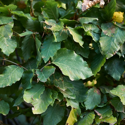 Fagus sylvatica