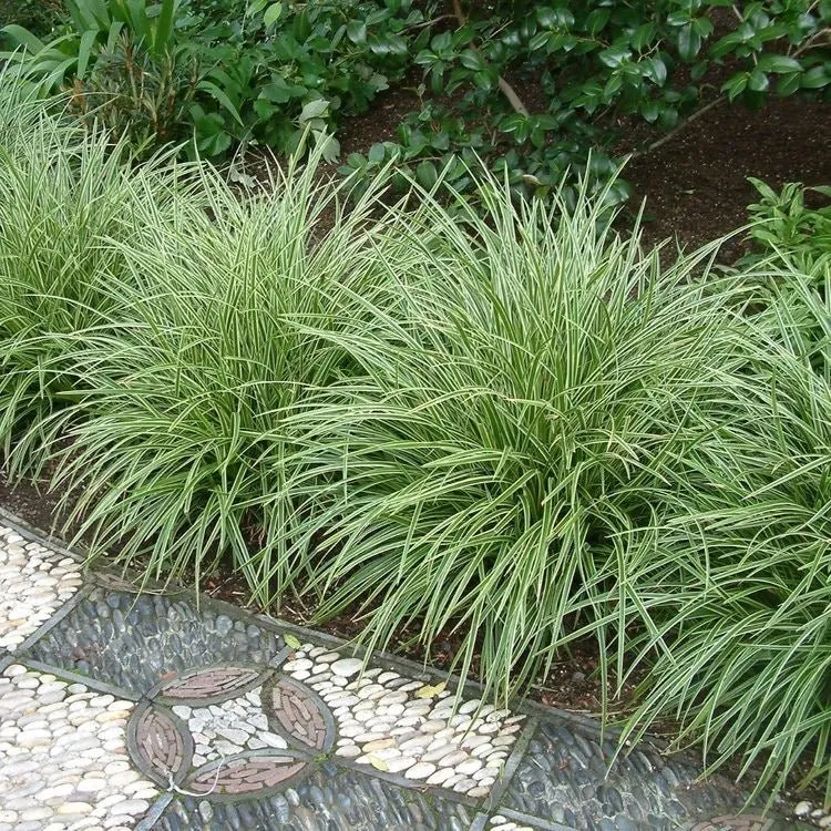 Carex morrowii variegata - Zegge