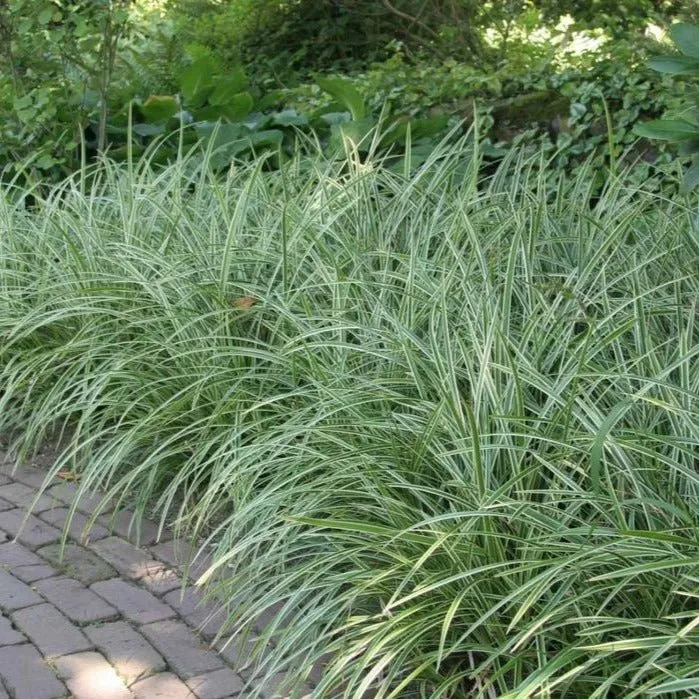 Carex morrowii Ice dance