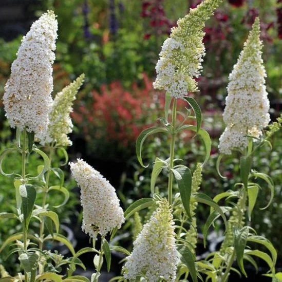 Buddleja davidii ' White Profusion
