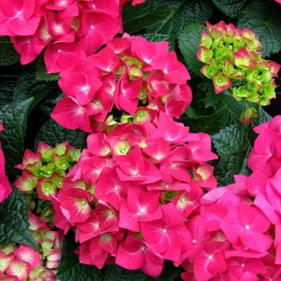 Hydrangea macrophylla ' Alpenglühen '