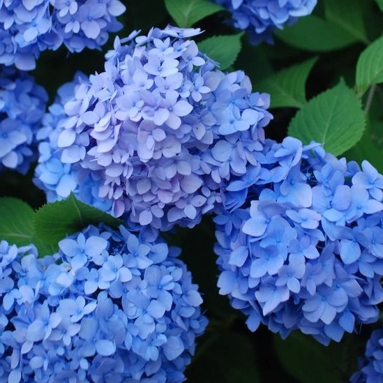 Hydrangea macrophylla 'Nikko Blue'