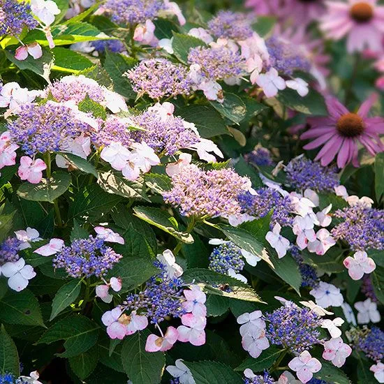Hydrangea macrophylla 'Mariesii Perfecta'