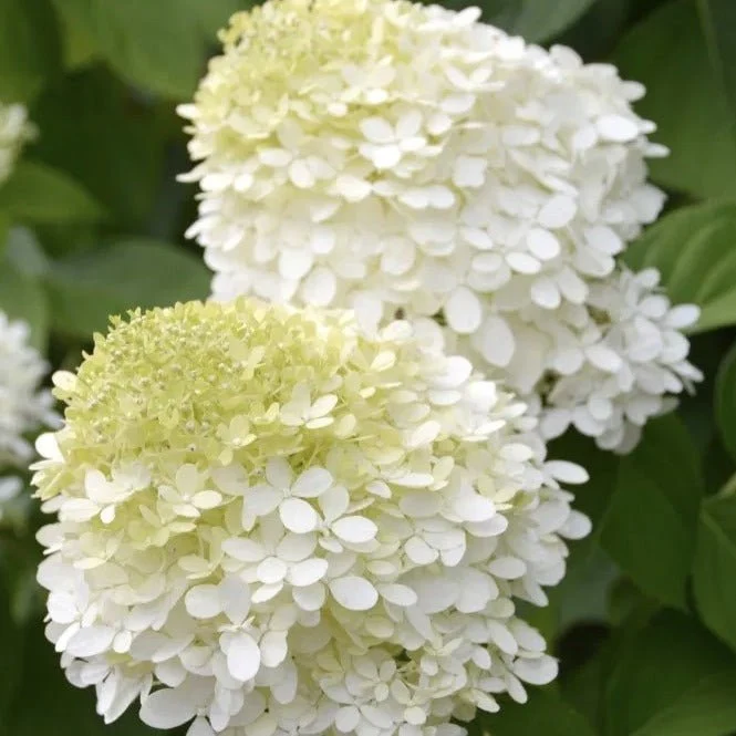 Hydrangea paniculata 'Limelight'