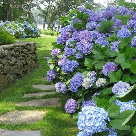 Hydrangea macrophylla ' Bodensee