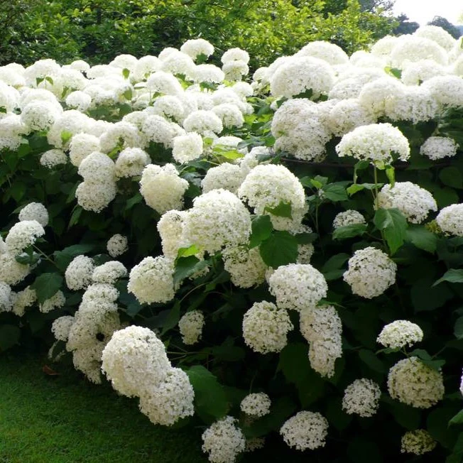 Hydrangea arborescens ''Annabelle'