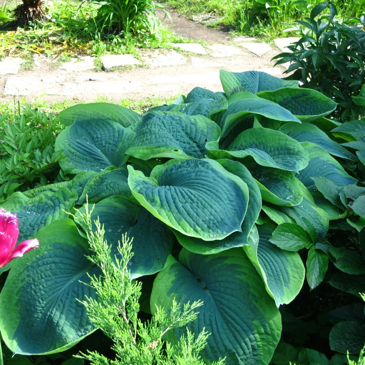 Hosta sieboldiana