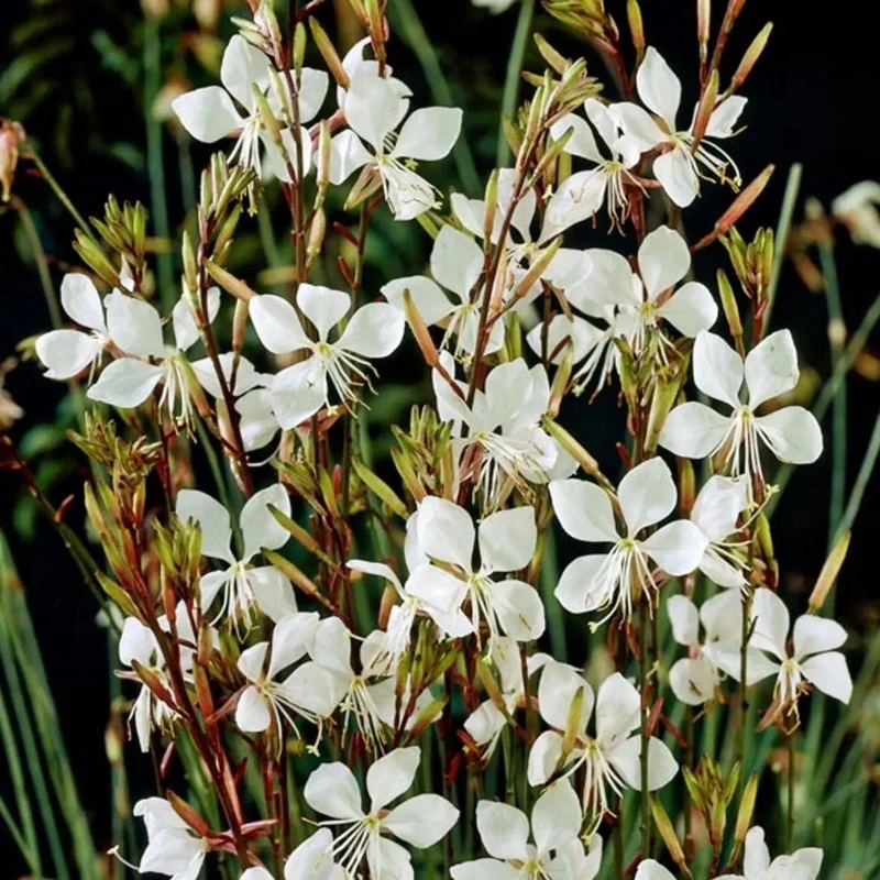 Gaura lindh. 'Whirling Butterflies' - Prachtkaars