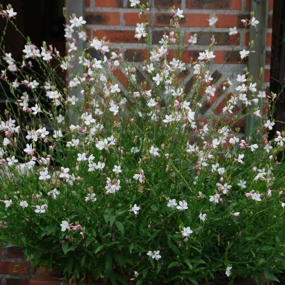 Gaura lindh. 'Short Form' - Prachtkaars