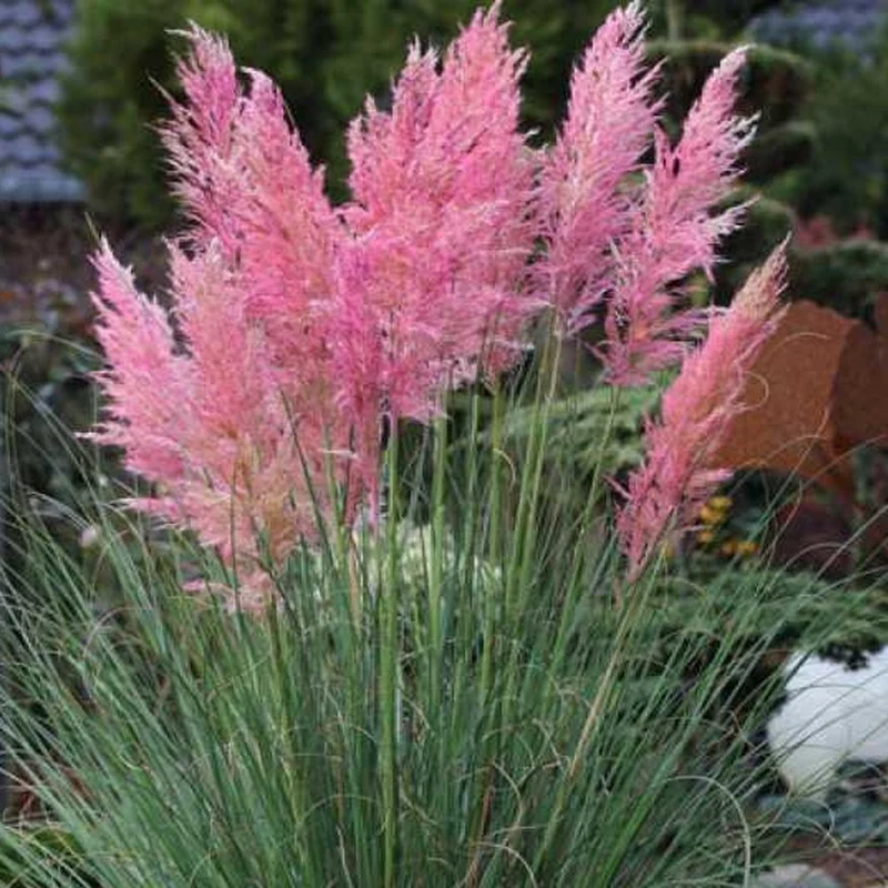 Cortaderia sell. 'Rosea' - Pampasgras