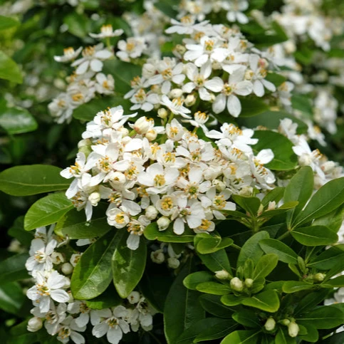 Choisya ternata - Choisya