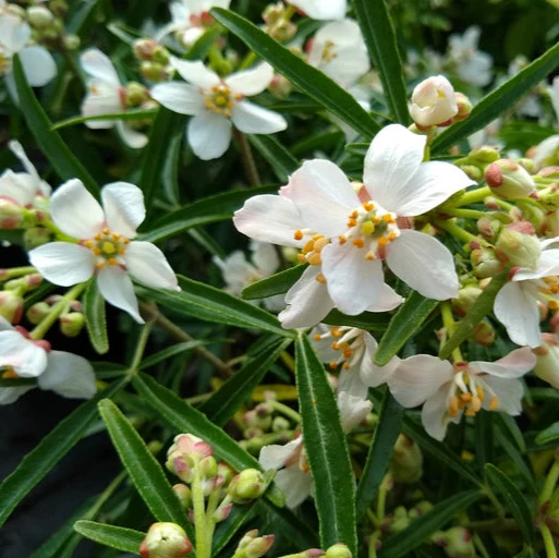 Choisya 'Aztec Pearl' - Mexicaanse oranjebloesem