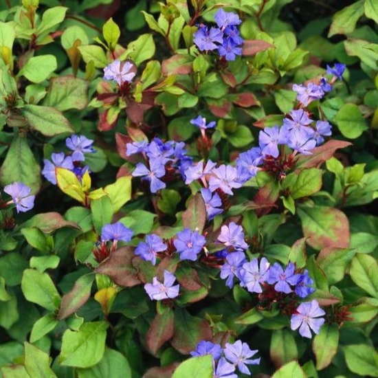Ceratostigma plumbaginoides - Loodkruid