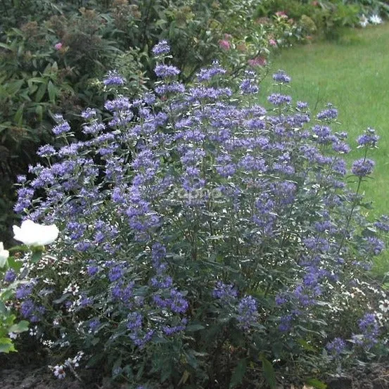 Caryopteris cland. 'Kew Blue' - Blauwbaard