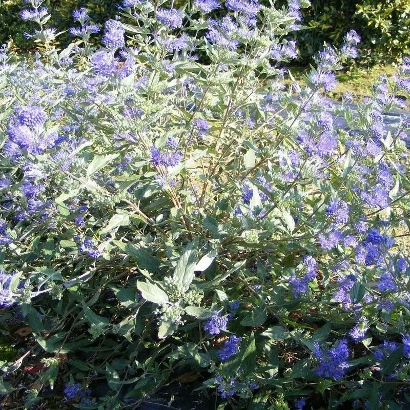 Caryopteris cland. 'Heavenly Blue' - Blauwbaard