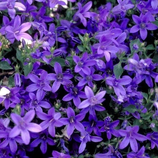 Campanula poscharskyana - klokjesbloem