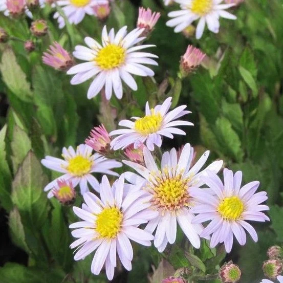 Aster ageratoides 'Stardust'