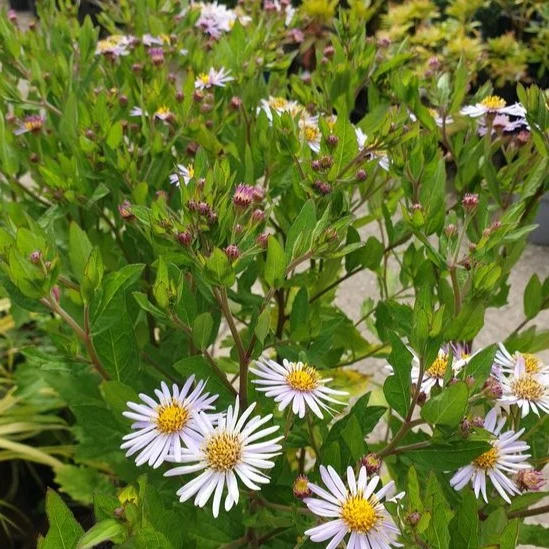 Aster ageratoides 'Asran' - Aster