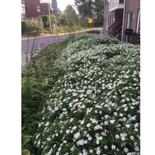Aster ageratoides 'Ashvi'